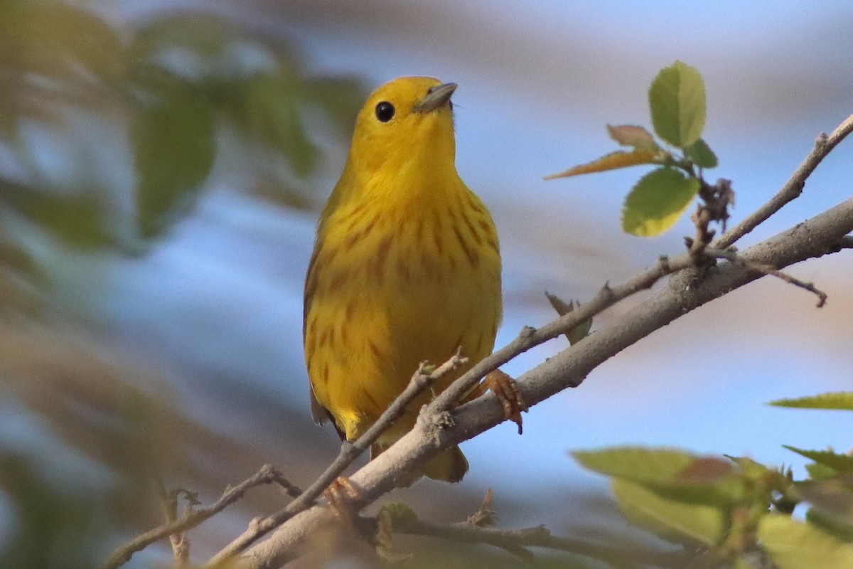 Yellow Warbler (Northern) - ML626784815