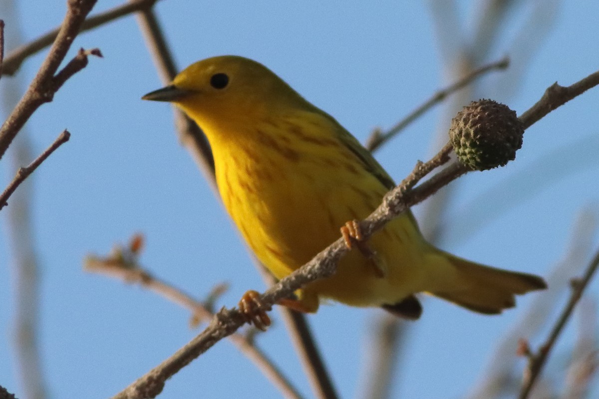 Yellow Warbler (Northern) - ML626784816