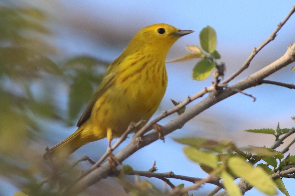 Yellow Warbler (Northern) - ML626784817