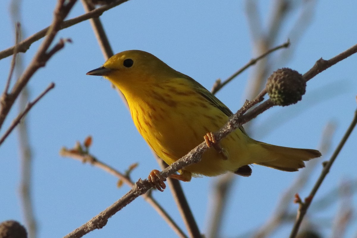 Yellow Warbler (Northern) - ML626784818