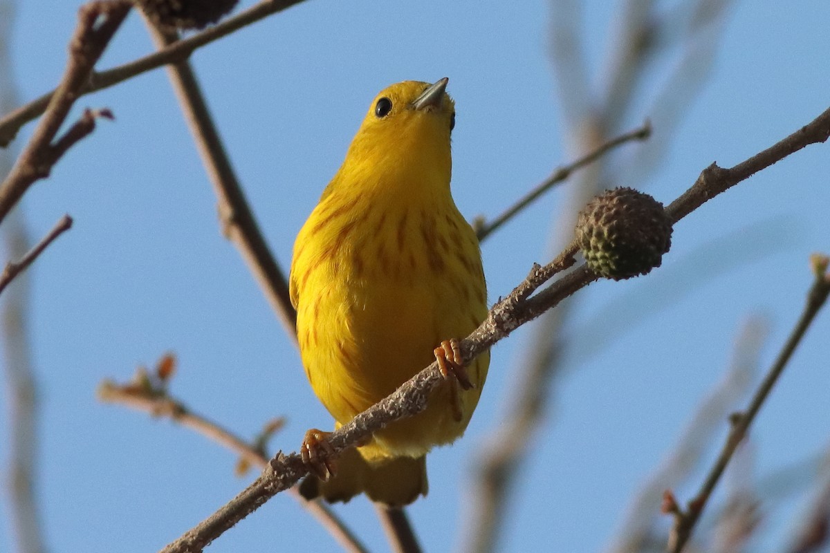 Yellow Warbler (Northern) - ML626784819