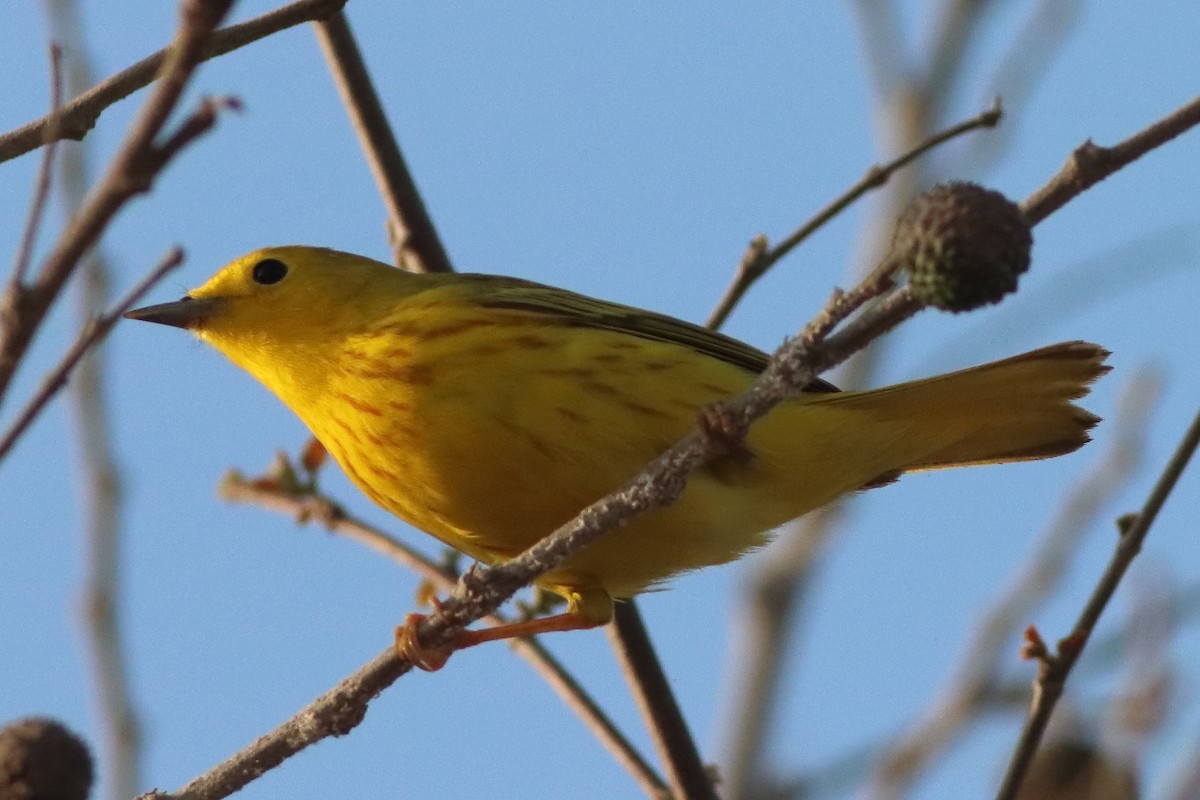 Yellow Warbler (Northern) - ML626784820