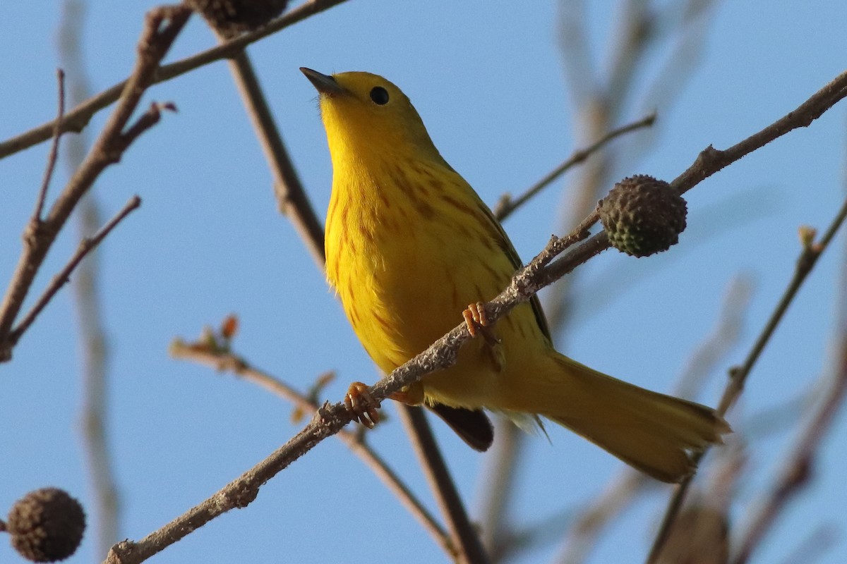 Yellow Warbler (Northern) - ML626784821