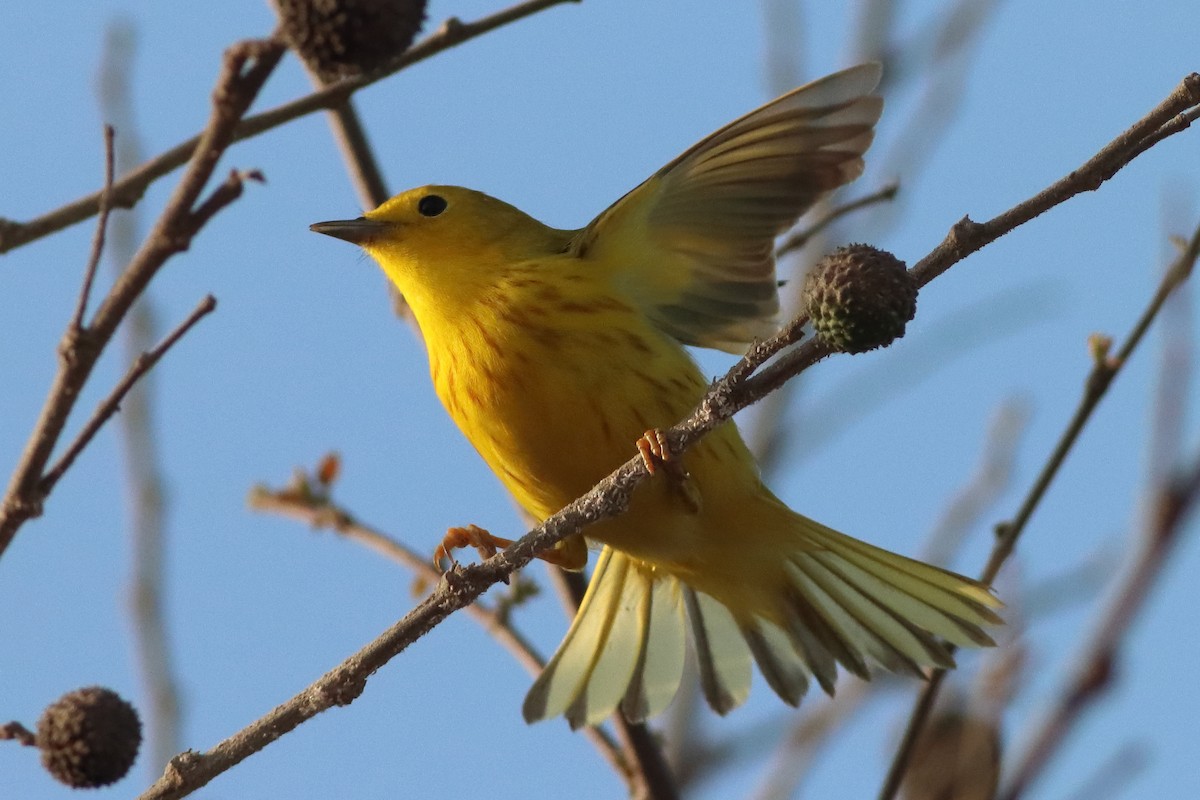 Yellow Warbler (Northern) - ML626784822