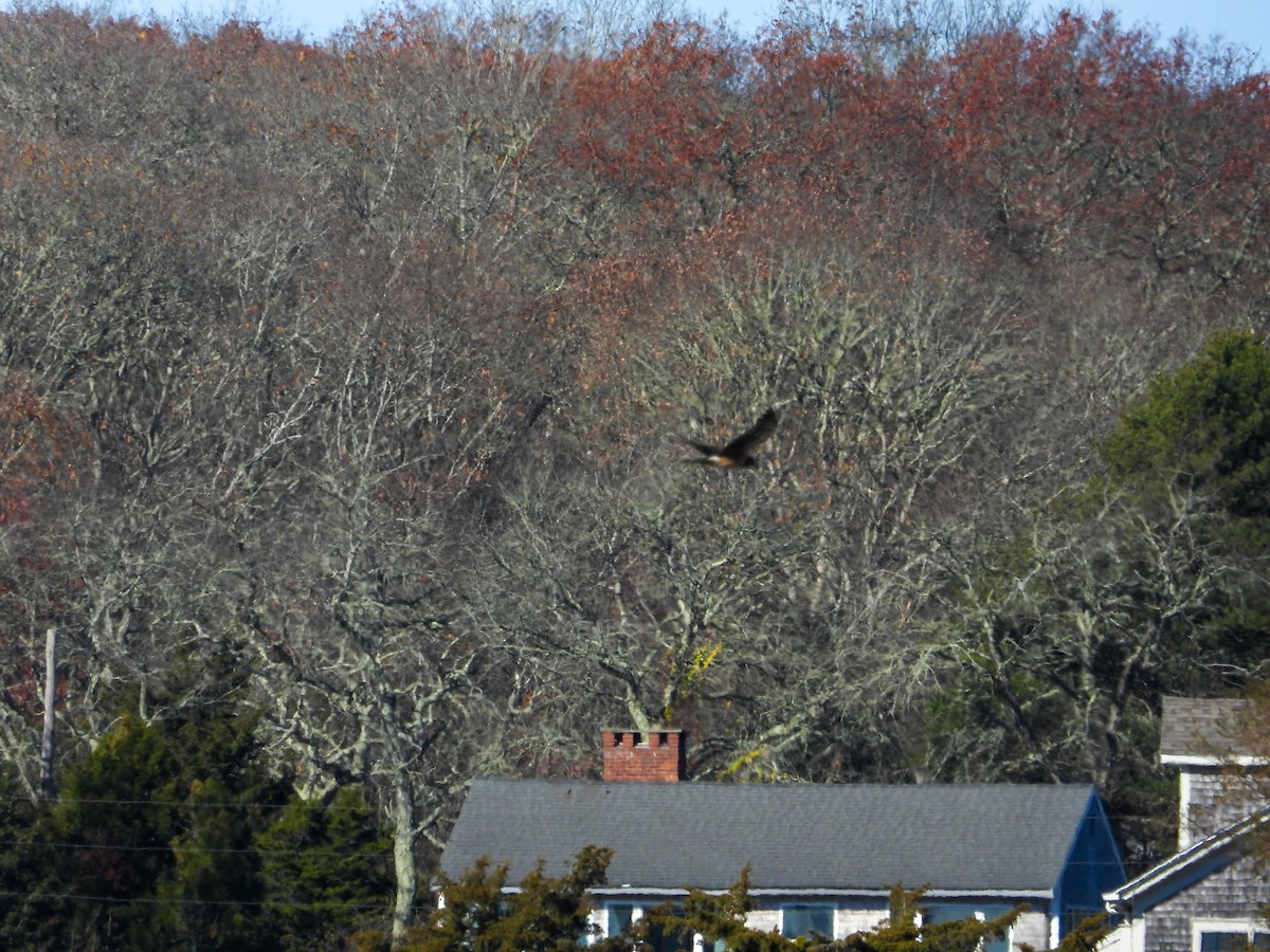 Northern Harrier - ML626784823