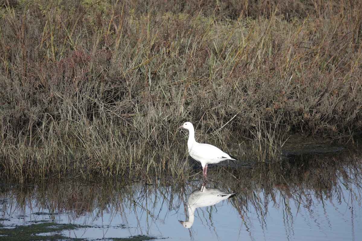 Snow Goose - ML626784825