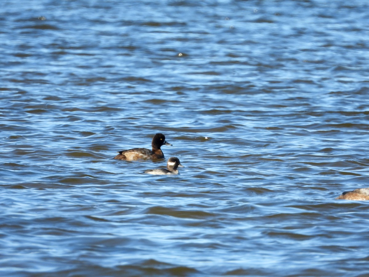 Lesser Scaup - ML626784826