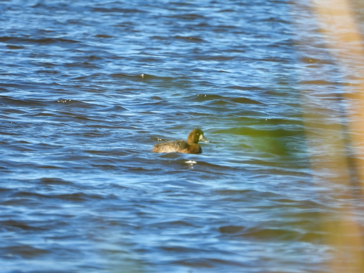 Greater Scaup - ML626784827