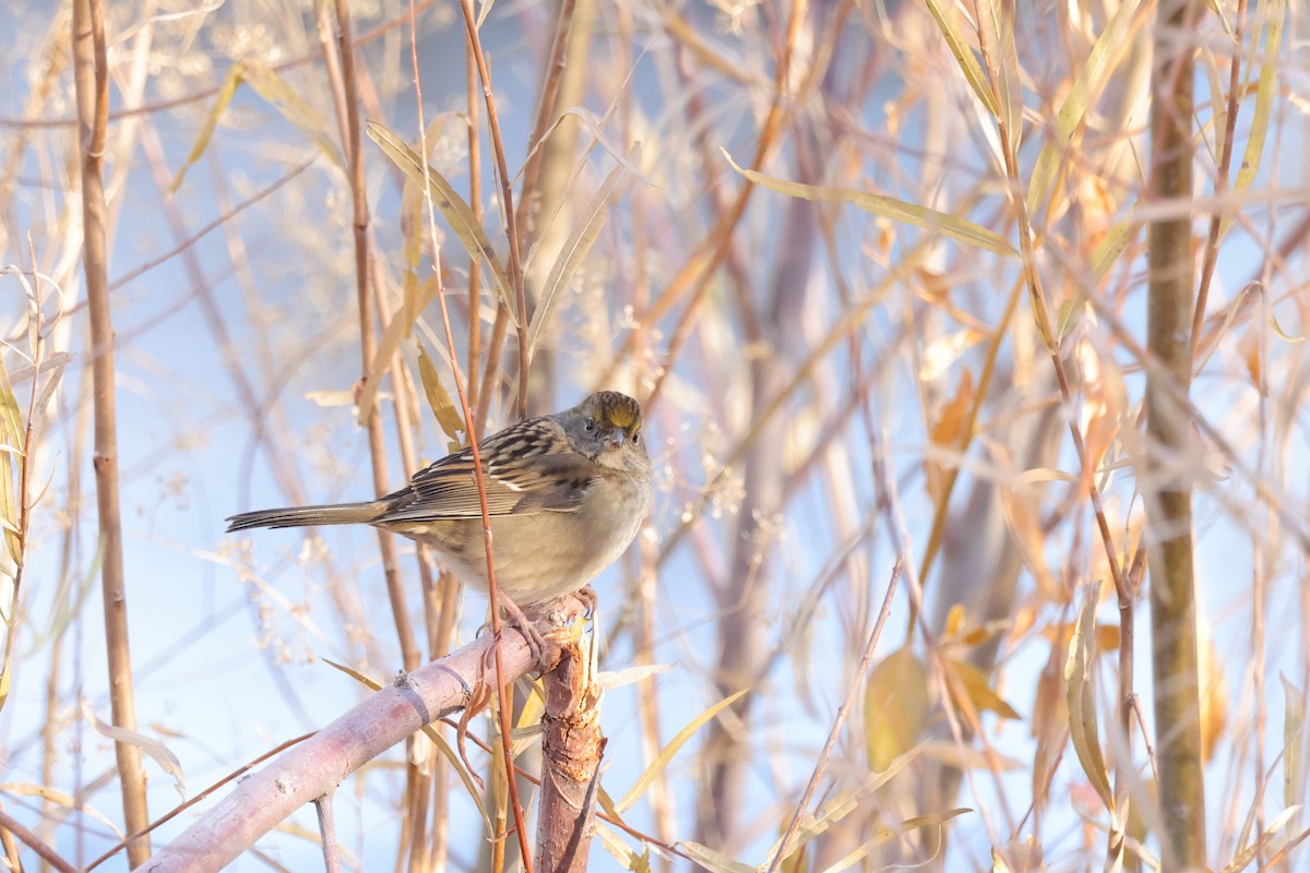 Golden-crowned Sparrow - ML626784829