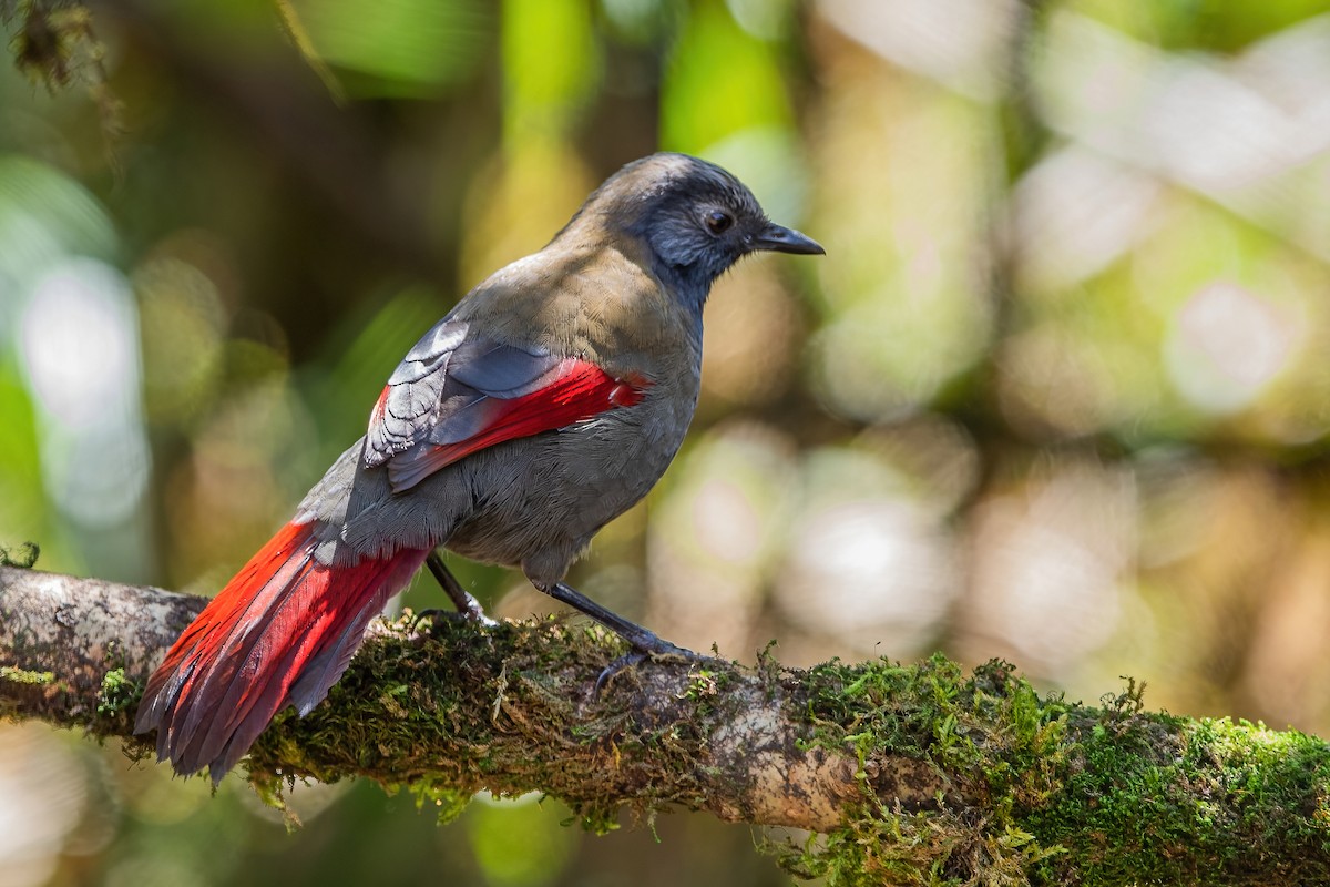 Red-winged Laughingthrush - ML626784937