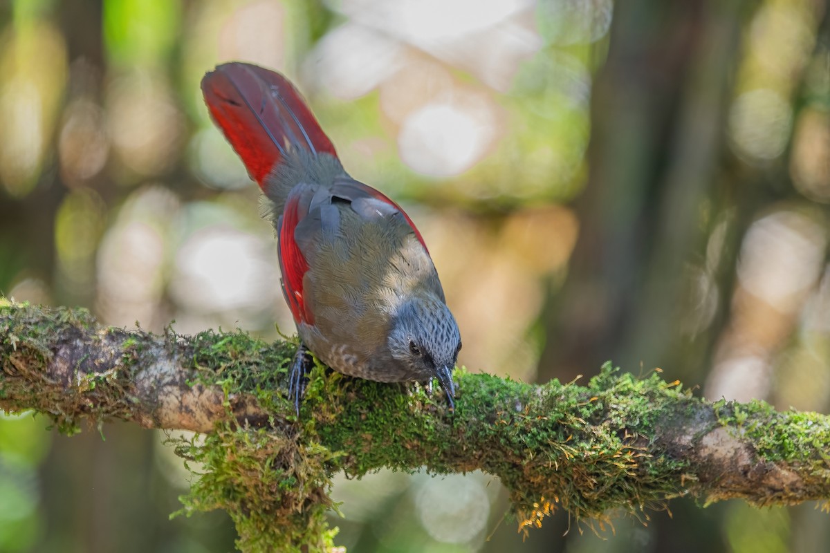 Red-winged Laughingthrush - ML626784978