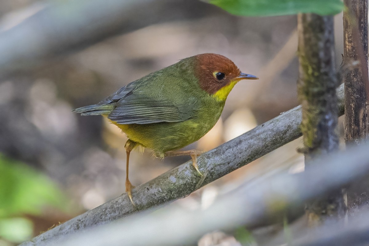 Chestnut-headed Tesia - ML626785007