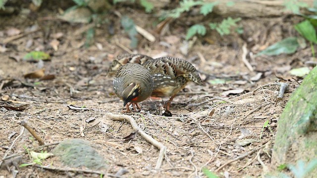 Hainan Partridge - ML626785042