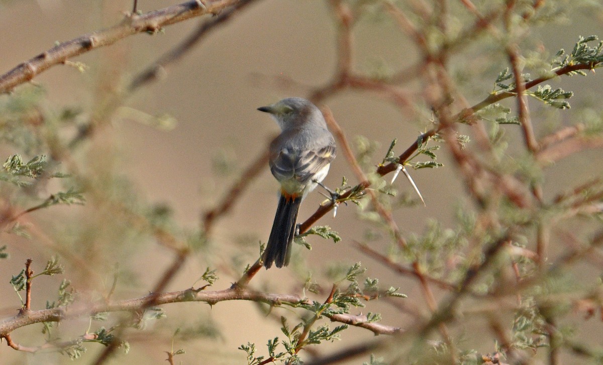 Small Minivet - ML626785053