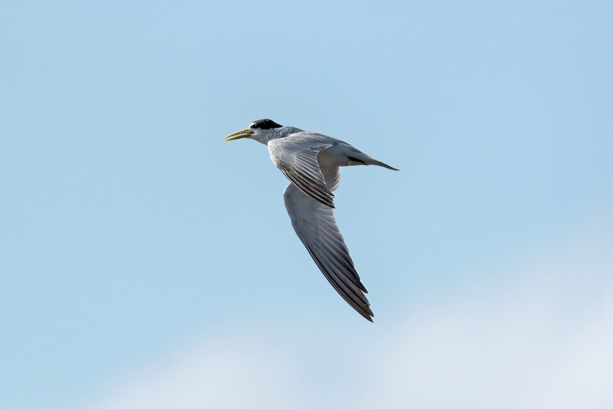 Yellow-billed Tern - ML626785055