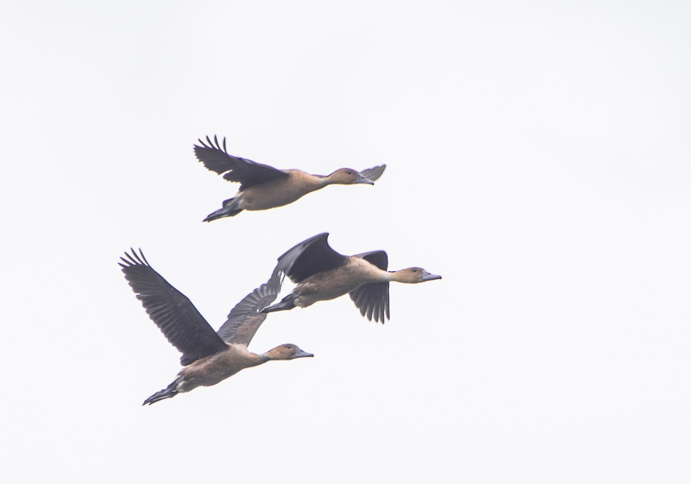 Fulvous Whistling-Duck - ML626785058