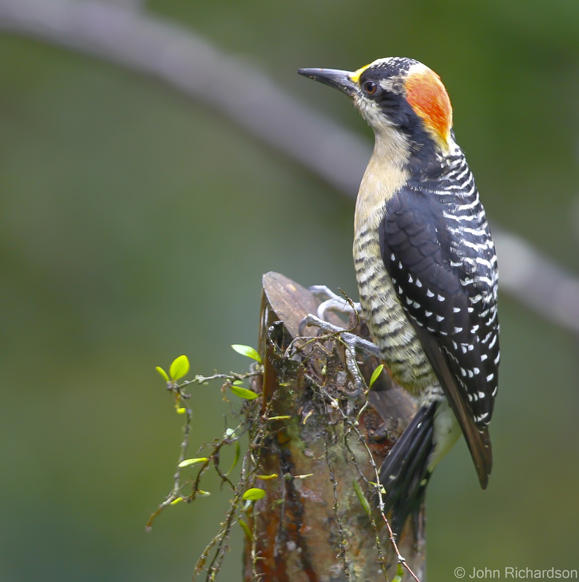 Black-cheeked Woodpecker - ML626785060