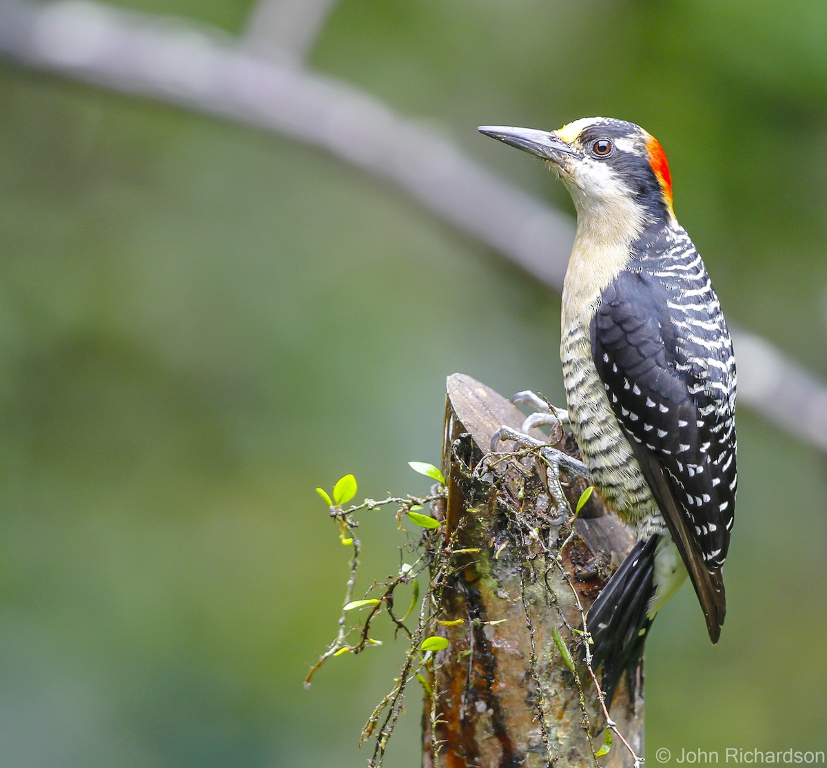 Black-cheeked Woodpecker - ML626785061