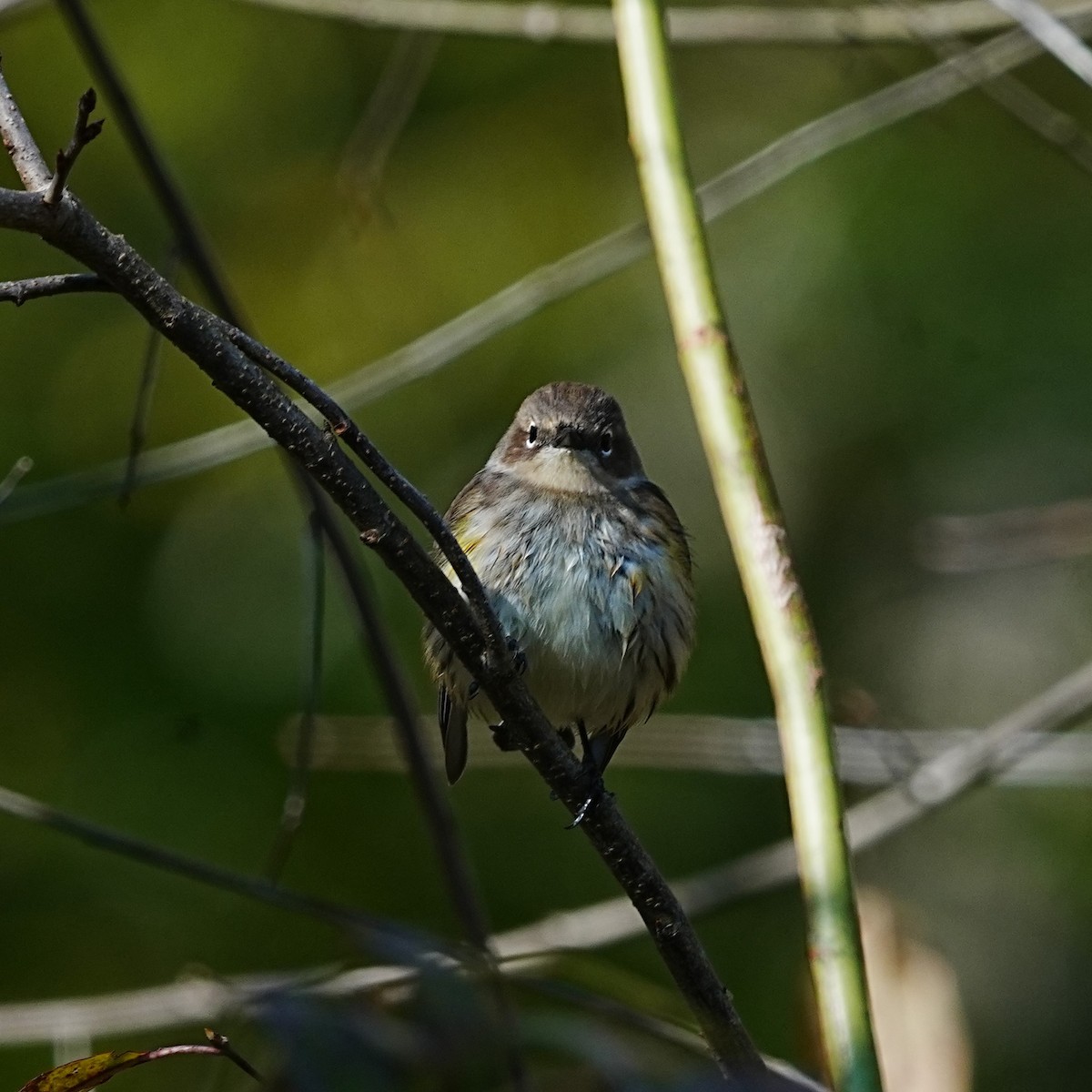 Yellow-rumped Warbler - ML626785062