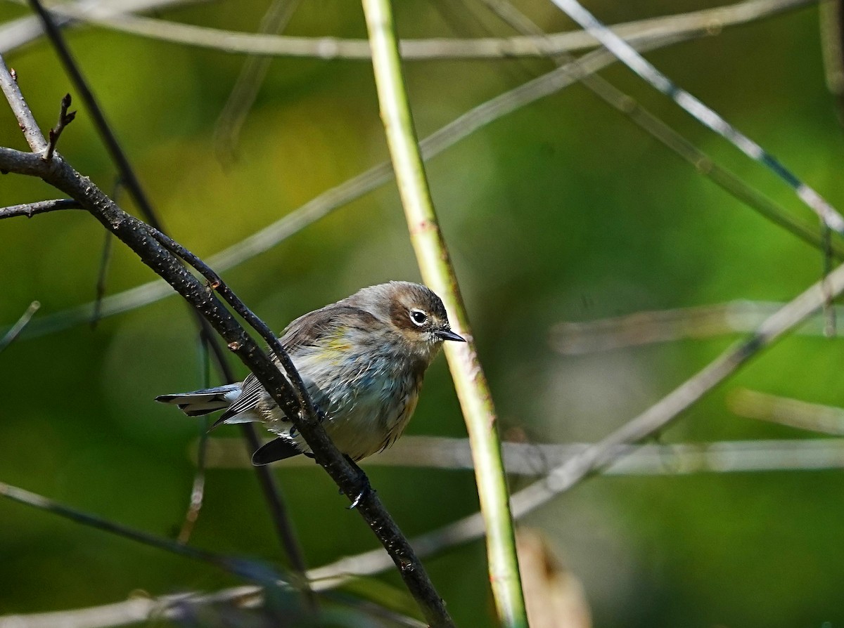 Yellow-rumped Warbler - ML626785063