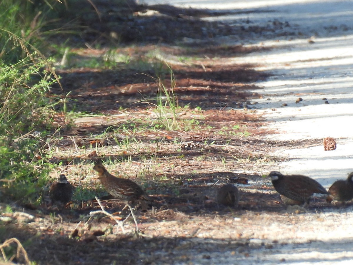 Northern Bobwhite - ML626785064