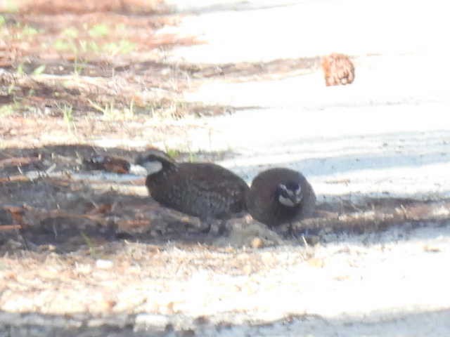 Northern Bobwhite - ML626785065