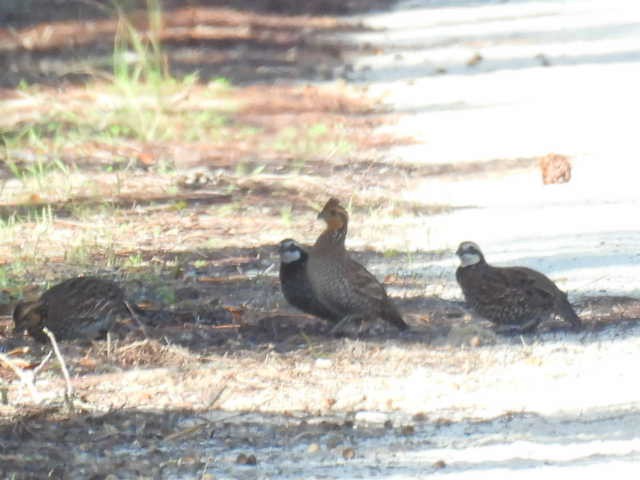 Northern Bobwhite - ML626785066