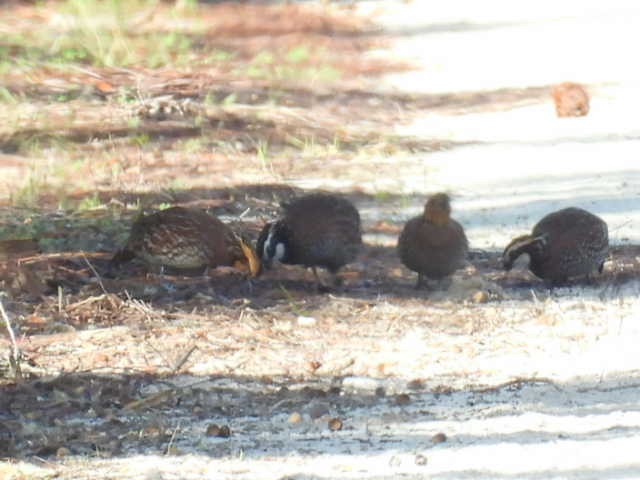 Northern Bobwhite - ML626785067