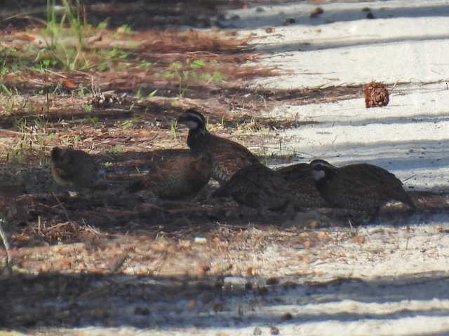 Northern Bobwhite - ML626785068