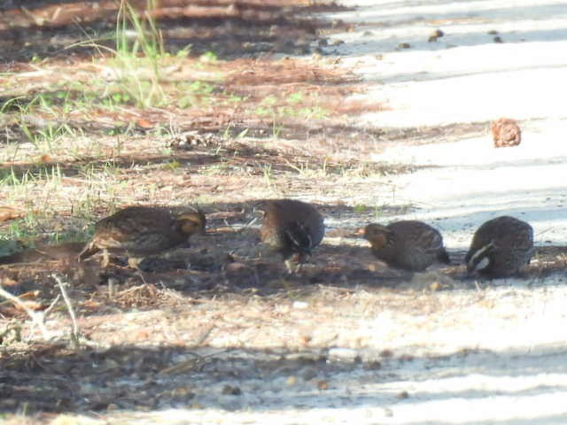 Northern Bobwhite - ML626785069