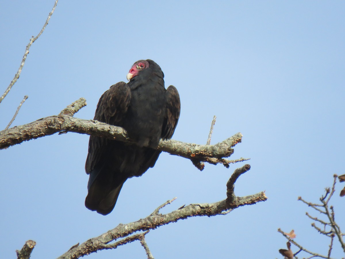 Turkey Vulture - ML626785070