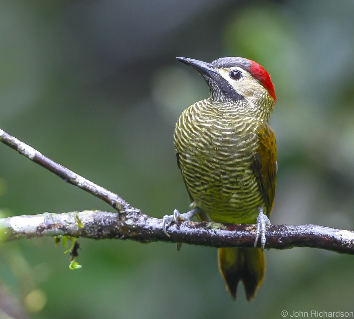 Golden-olive Woodpecker - ML626785072