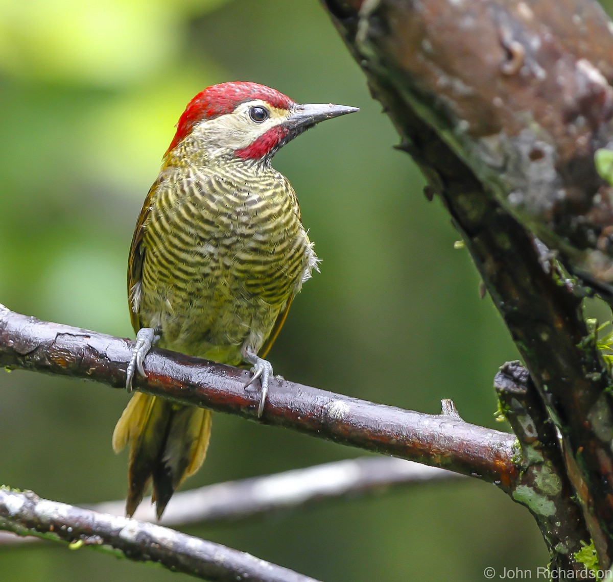 Golden-olive Woodpecker - ML626785073