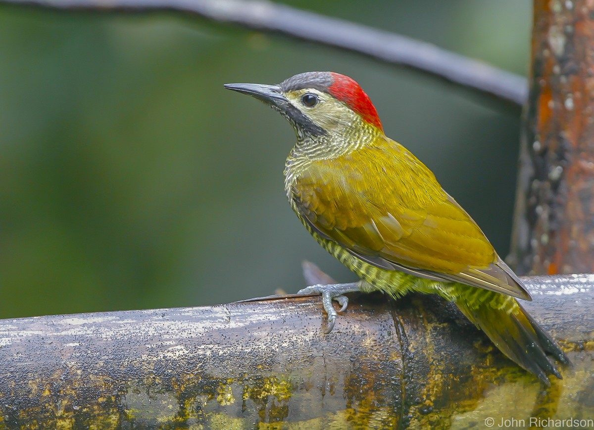 Golden-olive Woodpecker - ML626785074