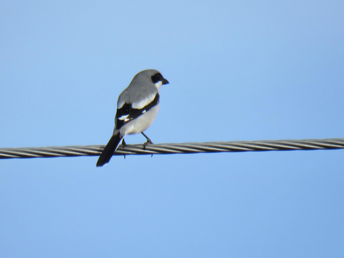 Loggerhead Shrike - ML626785075