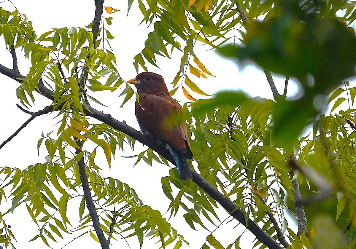 Broad-billed Roller - ML626785077