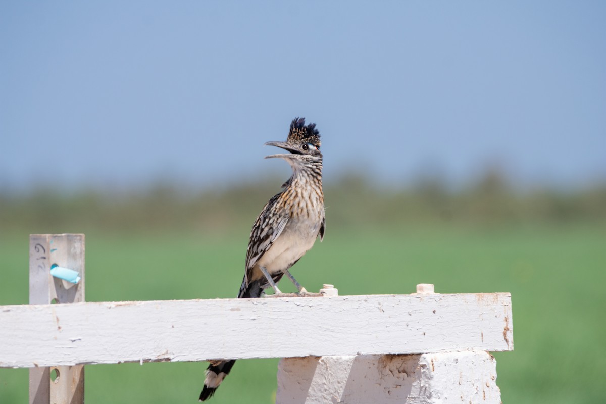 Greater Roadrunner - ML626785079