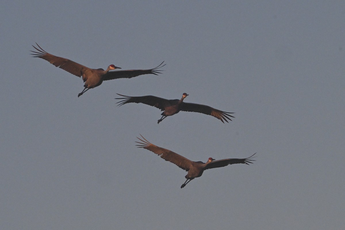 Sandhill Crane - ML626785080