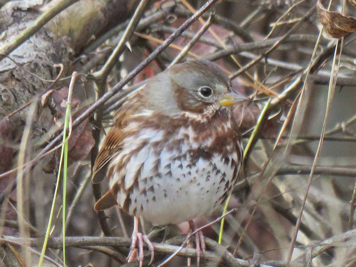 Fox Sparrow - ML626785084