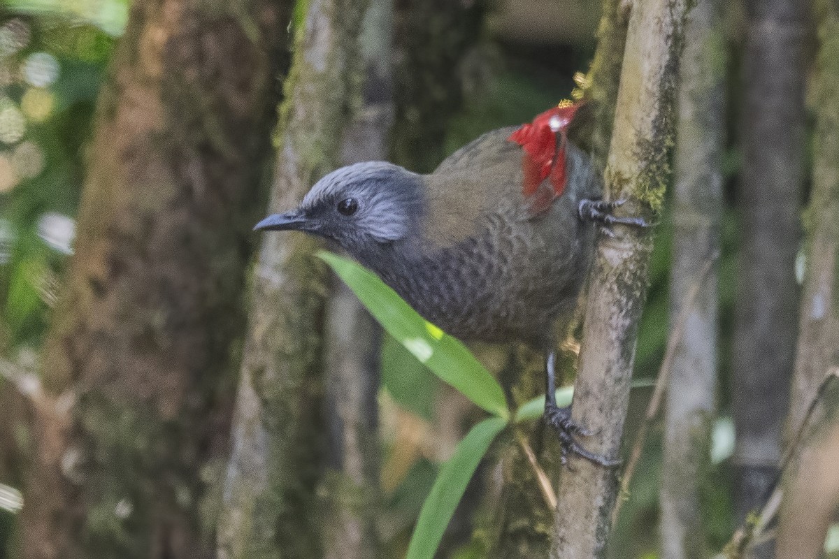 Red-winged Laughingthrush - ML626785085