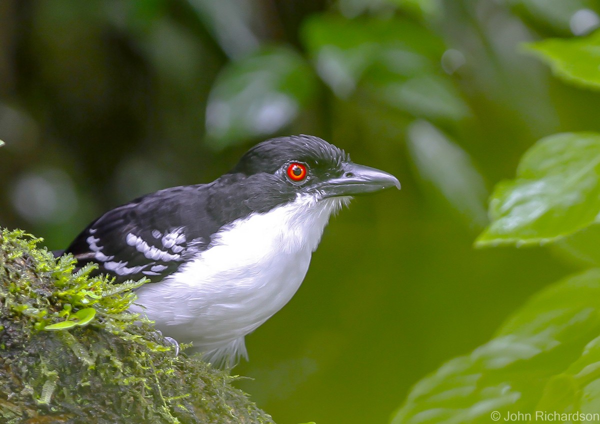 Great Antshrike - ML626785086