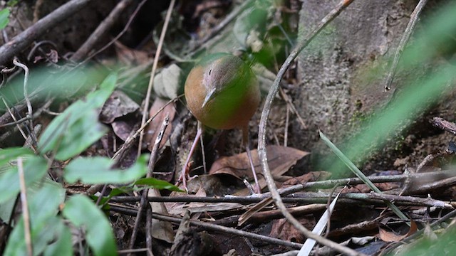 Blue-rumped Pitta - ML626785087