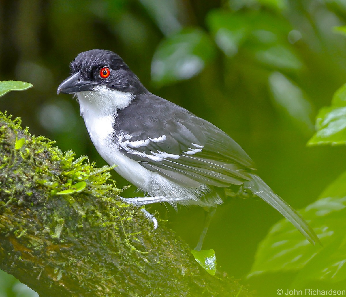 Great Antshrike - ML626785088