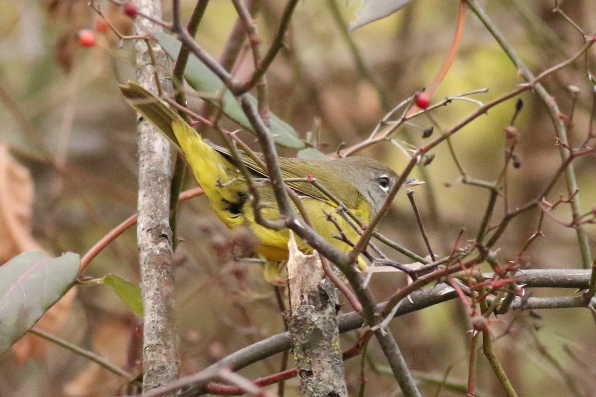 MacGillivray's Warbler - ML626785101
