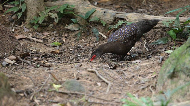 Hainan Peacock-Pheasant - ML626785129