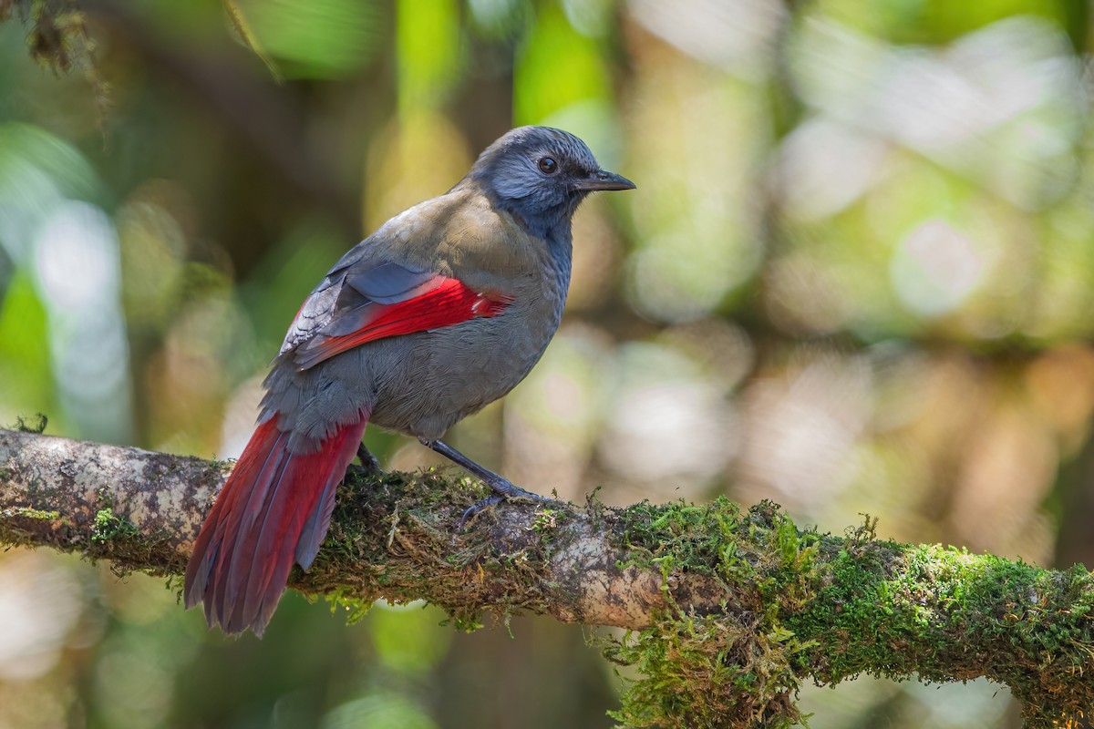 Red-winged Laughingthrush - ML626785131