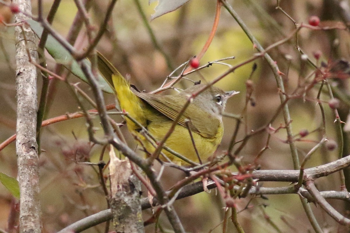MacGillivray's Warbler - ML626785166
