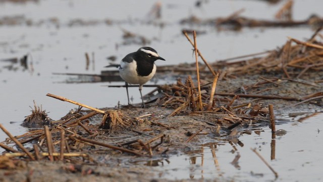 White-browed Wagtail - ML626785167