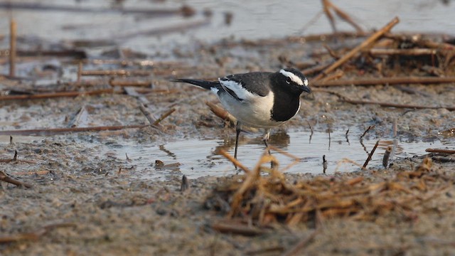 White-browed Wagtail - ML626785170