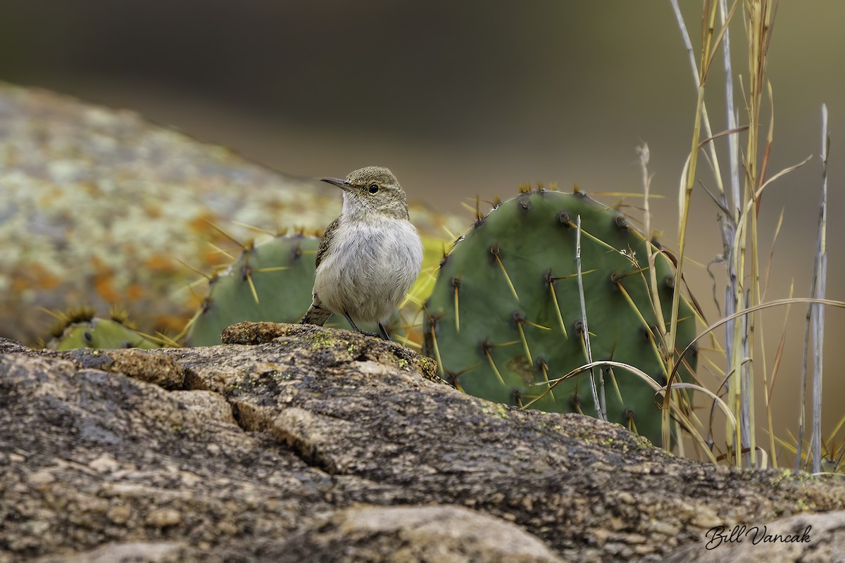 Canyon Wren - ML626785220